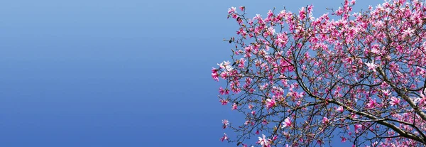 Primavera fiorisce sullo sfondo del cielo blu — Foto Stock