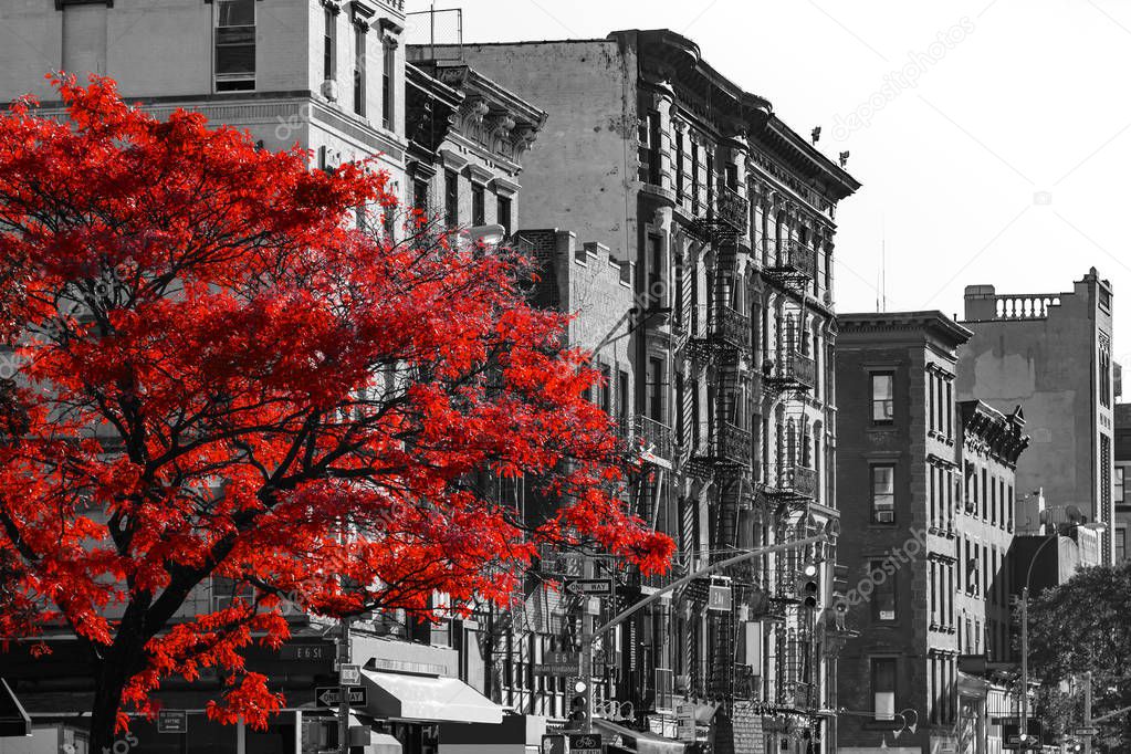 Red Tree on Black and White New York City Street