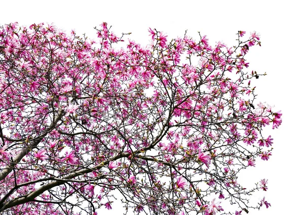 Mavi gökyüzü arka plan bahar çiçekleri