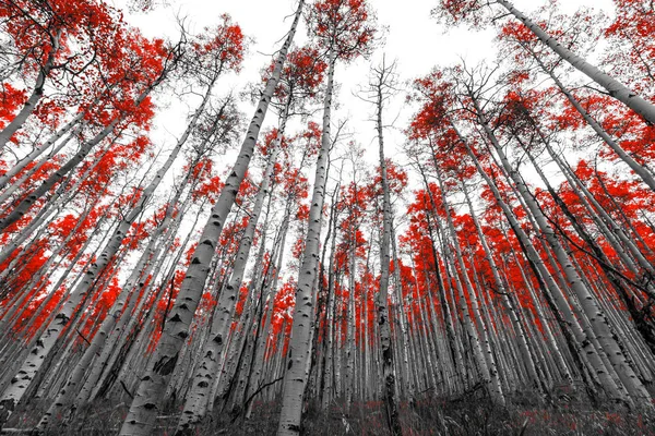 Siyah beyaz manzara içinde uzun kırmızı ağaçlar — Stok fotoğraf