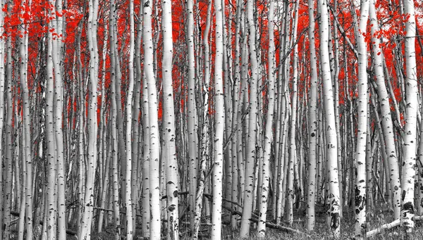 Folhas de árvores vermelhas em uma paisagem de floresta preta e branca — Fotografia de Stock