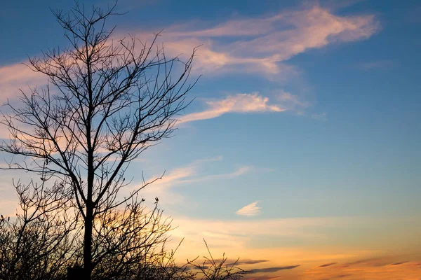 单红黑树上多彩的夕阳的天空背景纽约 — 图库照片