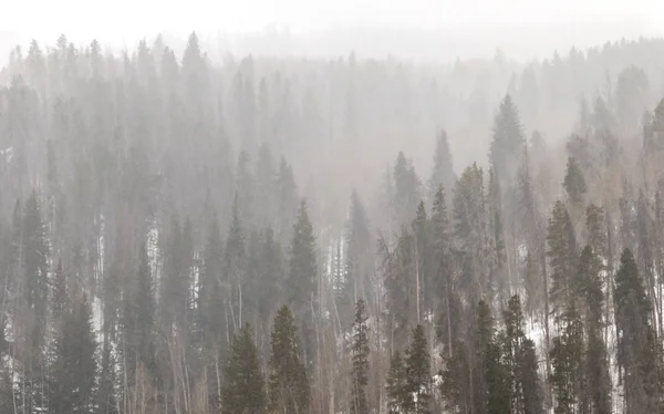 Winter Forest Landscape in Colorado Mountains — Stock Photo, Image