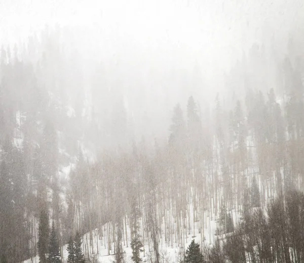 Лесные деревья в зимней снежной буре — стоковое фото