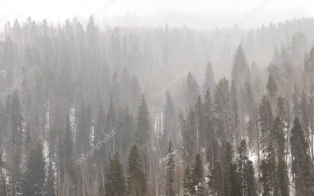 Winter Forest Landscape in Colorado Mountains