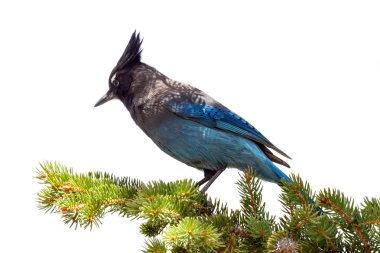 Dağ blue jay Colorado bir şube oturan