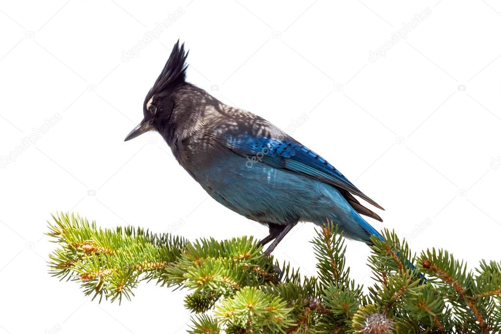Mountain blue jay sitting on a branch in Colorado
