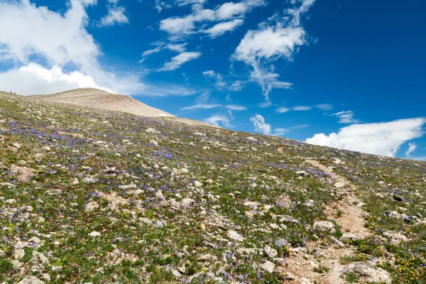 Trilha de caminhada através de flores silvestres na paisagem do Colorado — Fotografia de Stock