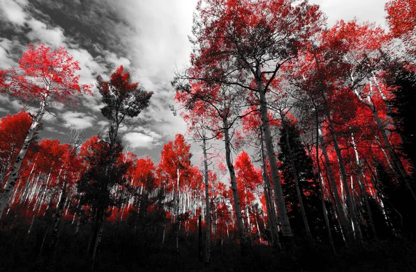 Árvores vermelhas altas na paisagem da floresta preta e branca — Fotografia de Stock