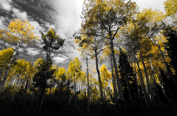 Tall golden yellow trees in black and white forest landscape — Stock Photo, Image