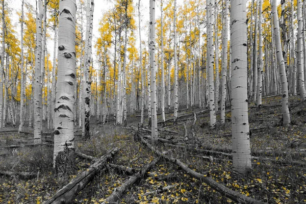 Gouden gele boom bos in zwarte en witte landschap scène — Stockfoto