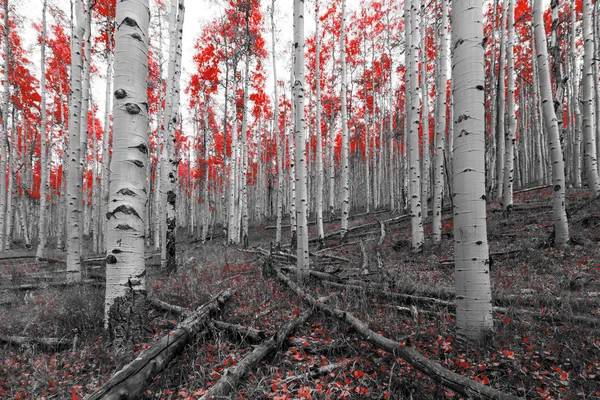 흑백 풍경 장면에서 붉은 나무 숲 — 스톡 사진
