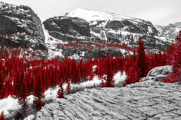 Red forest in black and white Colorado mountain landscape — Stock Photo, Image