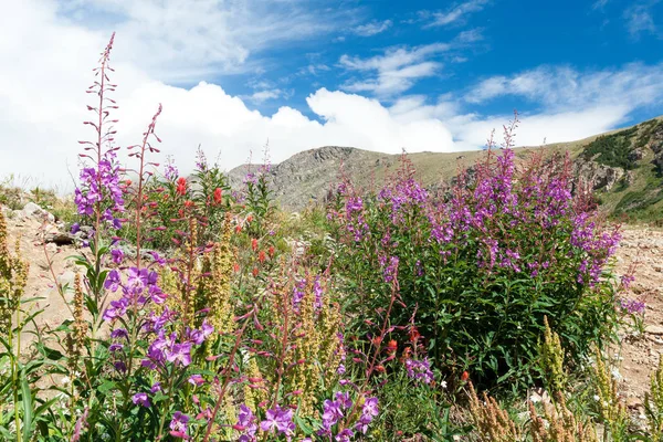 Kleurrijke Colorado berglandschap met bloeiende wilde bloemen — Stockfoto
