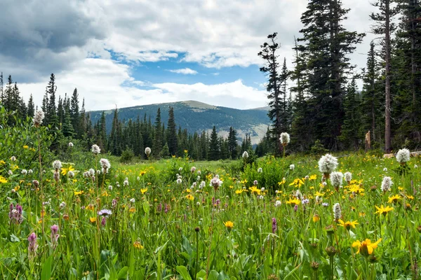 Campo colorido de flores silvestres de primavera en Colorado Mountain landsc —  Fotos de Stock