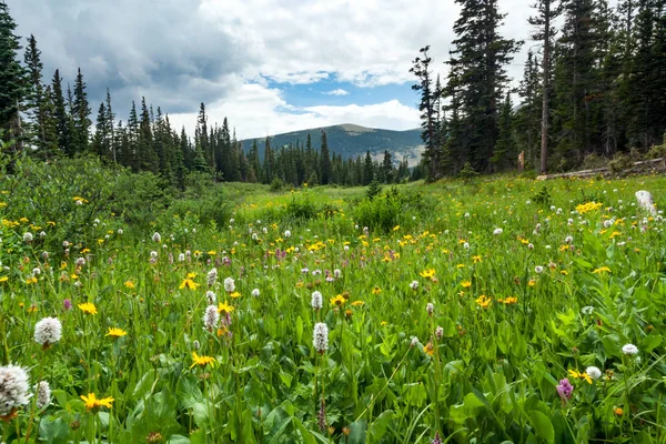 Colorado dağ landsc bahar çiçekler renkli alan — Stok fotoğraf