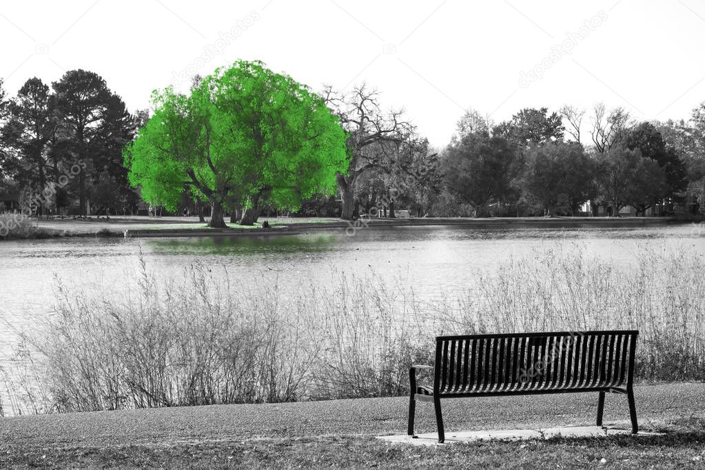 Green tree in black and white landscape scene with an empty park