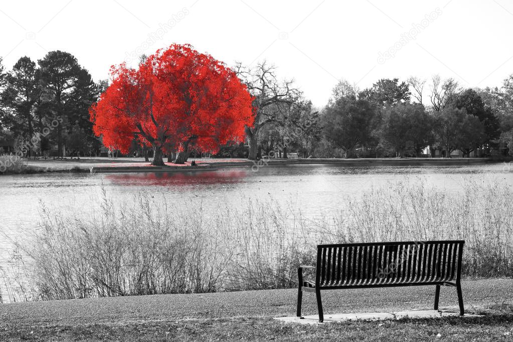Red tree in black and white landscape scene with an empty park b