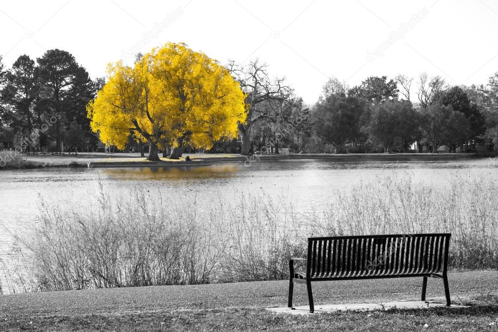Golden yellow tree in black and white landscape scene with an em