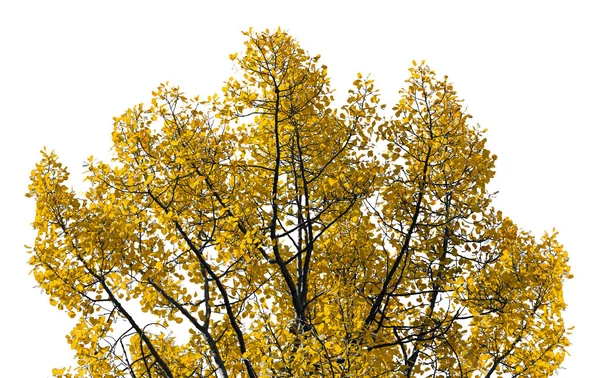 Zlatý strom žluté listy s černými kůra větví — Stock fotografie