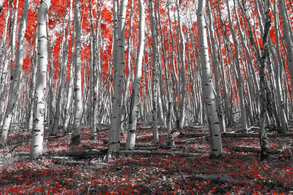 Pavimento della foresta ricoperto di foglie di autunno rosso variopinto — Foto Stock