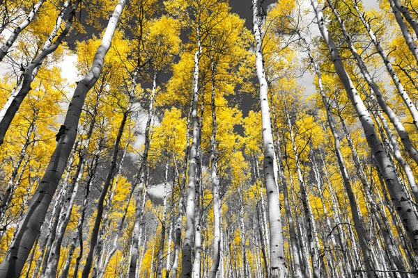 Golden yellow forest of fall aspen trees in Colorado — Stock Photo, Image