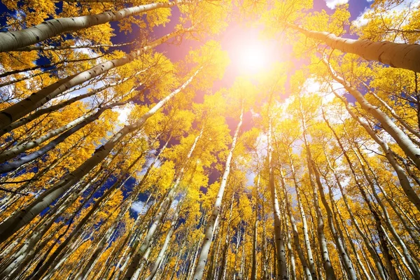 Solljus lyser igenom gyllene falla aspen trädens blad — Stockfoto