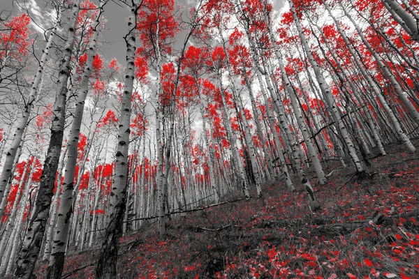 Pohon hutan merah di sebuah gunung di Colorado — Stok Foto