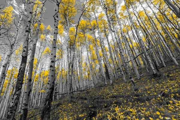 Gouden gele aspen bos bomen op een berg in Colorado — Stockfoto