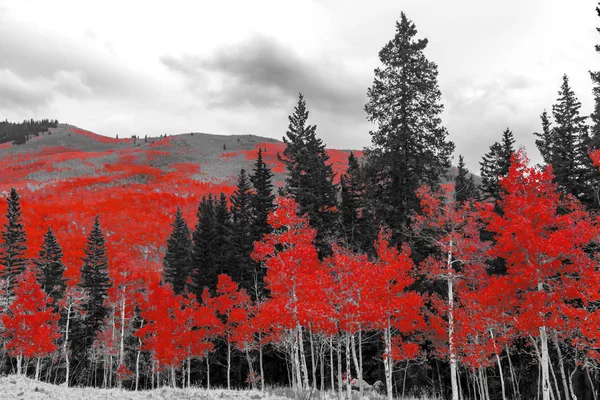 Árvores de queda vermelhas em uma paisagem de montanha de floresta preta e branca — Fotografia de Stock