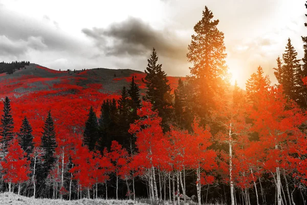 La luz del sol brilla a través de árboles rojos en Colorado — Foto de Stock