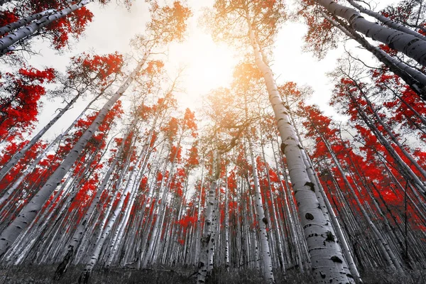 A luz do sol brilha através das folhas de árvores vermelhas altas na floresta — Fotografia de Stock