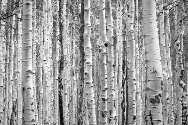 Arborii de aspen alb-negru fac o textură naturală de fundal — Fotografie, imagine de stoc