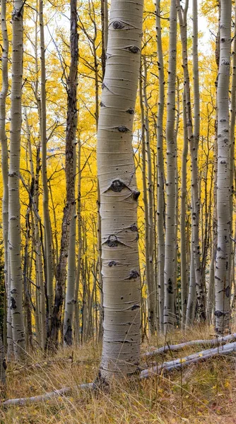 Aspen tree trunk with vertical closeup of white textured bark — Stock Photo, Image