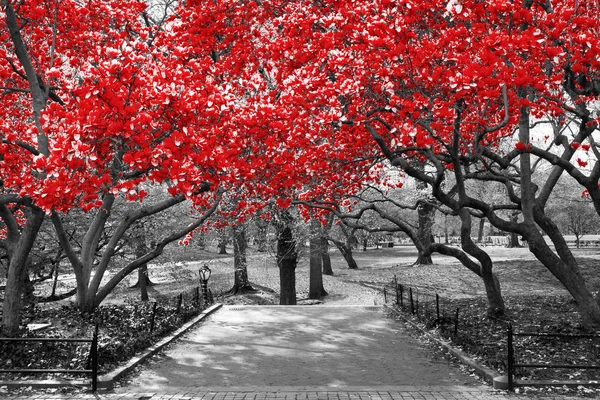 Canopée d'arbres rouges dans un paysage noir et blanc surréaliste — Photo