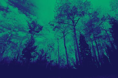 Mavi ve yeşil ağaçlar orman manzarası