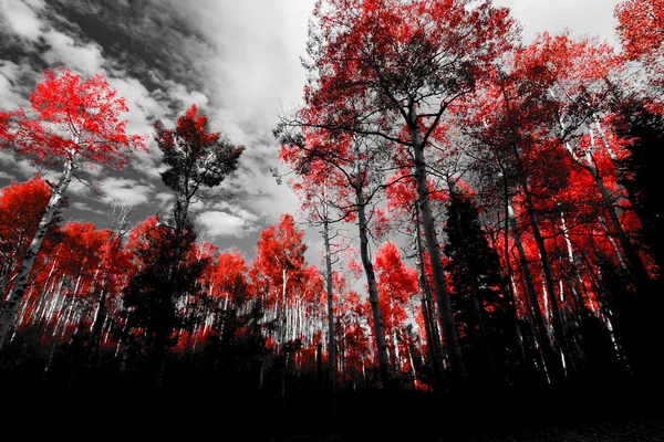 Canopy Árboles Rojos Paisaje Del Bosque Blanco Negro — Foto de Stock