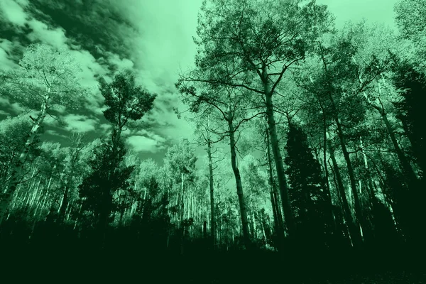Groene Kleur Effect Boslandschap — Stockfoto