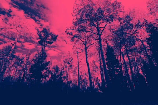 Pink and blue forest trees landscape