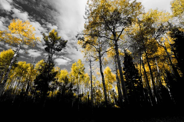 黑白森林景观中金黄色落叶树的树冠 — 图库照片