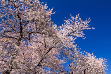 Mavi gökyüzü arkaplanına karşı bir bahar ağacında renkli çiçek açan yapraklar