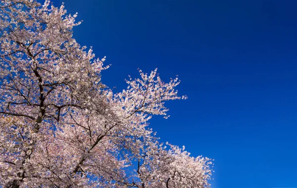 Albero Fiore Primavera Contro Sfondo Vuoto Cielo Blu — Foto Stock