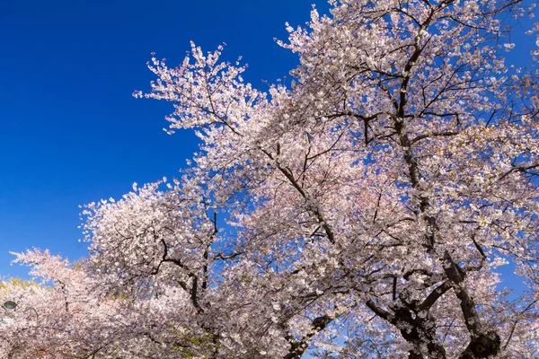 Petali Fioriti Variopinti Albero Primavera Contro Sfondo Cielo Azzurro — Foto Stock