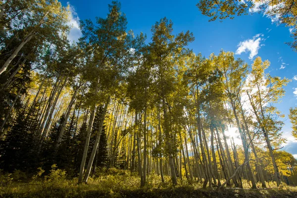 Lumière Soleil Brille Travers Forêt Colorée Trembles Dans Paysage Automne — Photo