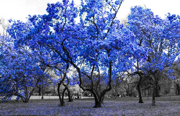 Blaue Bäume Einer Surrealen Schwarz Weiß Landschaft Central Park New — Stockfoto