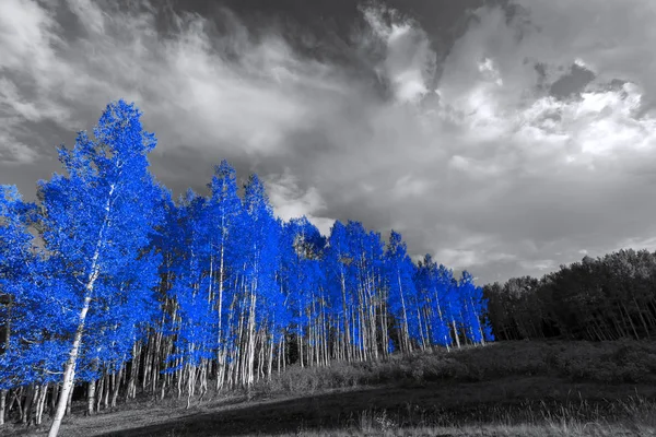 Gerçeküstü Siyah Beyaz Manzara Mavi Ağaçların Orman — Stok fotoğraf