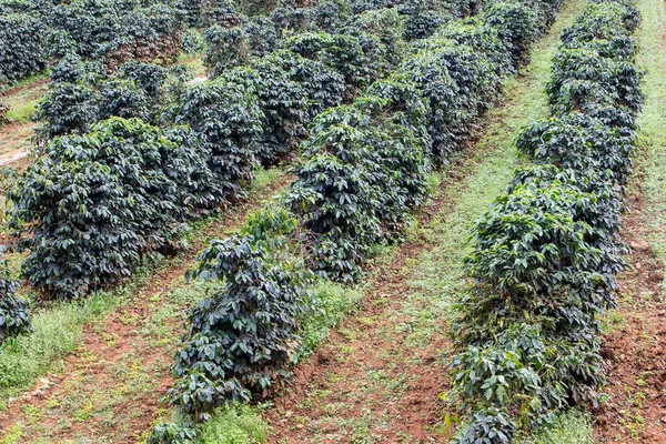 Coffee plantations in a row — Stok fotoğraf