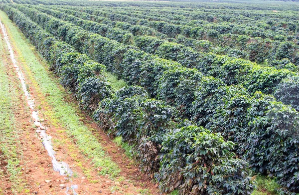 Kávové plantáže v řadě — Stock fotografie