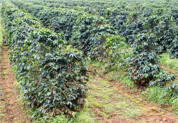 Arbustos de café em plantação orgânica — Fotografia de Stock