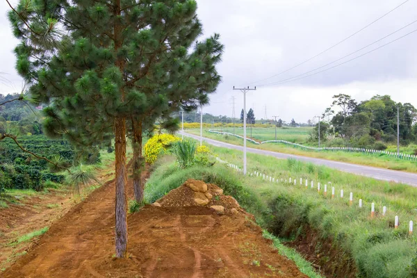 Trees on rural roads — Stock Photo, Image